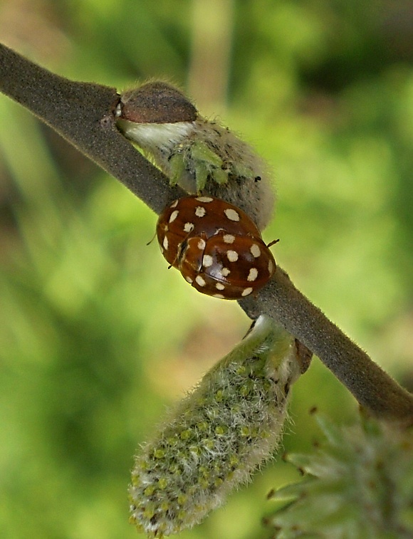 lienka Calvia quatuordecimguttata