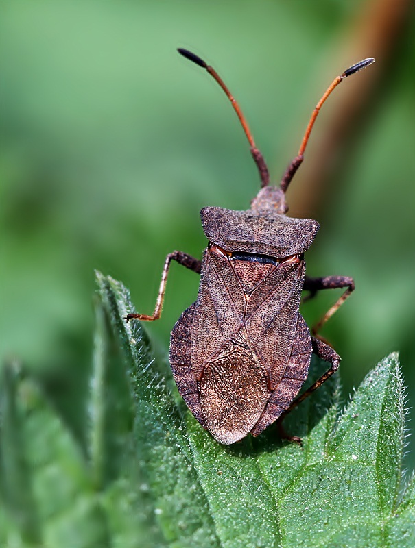 obrubnica štiavová Coreus marginatus