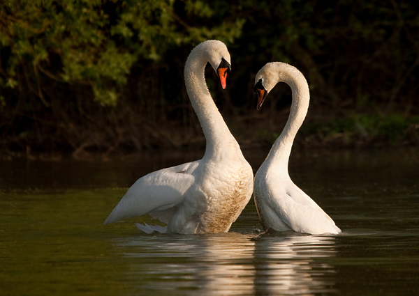 labuť hrbozobá Cygnus olor