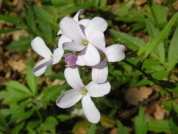 zubačka cibuľkonosná Dentaria bulbifera L.