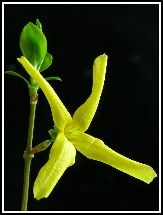 zlatovka previsnutá /zlatý dážď/ Forsythia intermedia lynwood