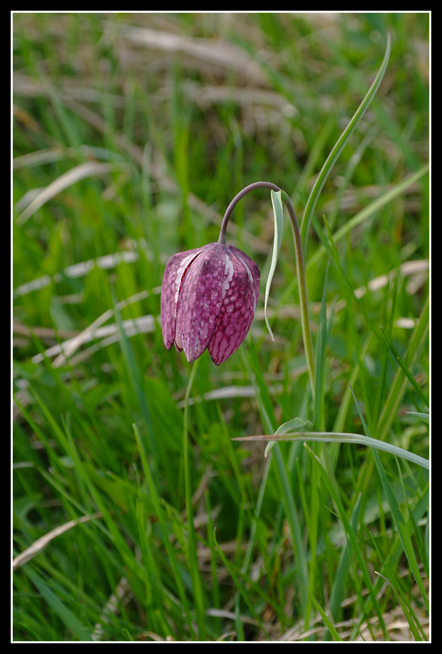 korunkovka strakatá Fritillaria meleagris L.