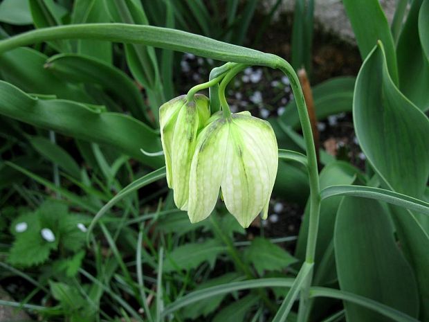 korunkovka Fritillaria orientalis