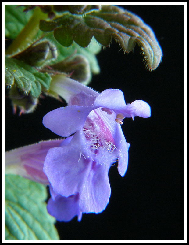 zádušník brečtanovitý Glechoma hederacea L.