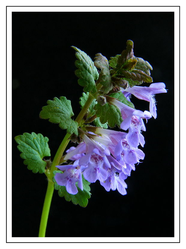 zádušník brečtanovitý Glechoma hederacea L.