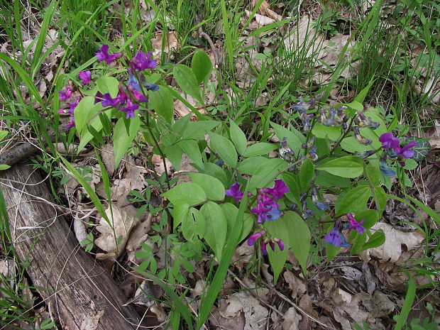 hrachor jarný Lathyrus vernus (L.) Bernh.