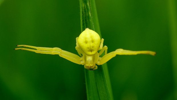 kvetárik dvojtvarý Misumena vatia