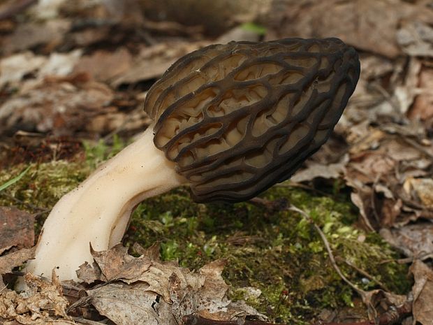 smrčok Morchella sp.