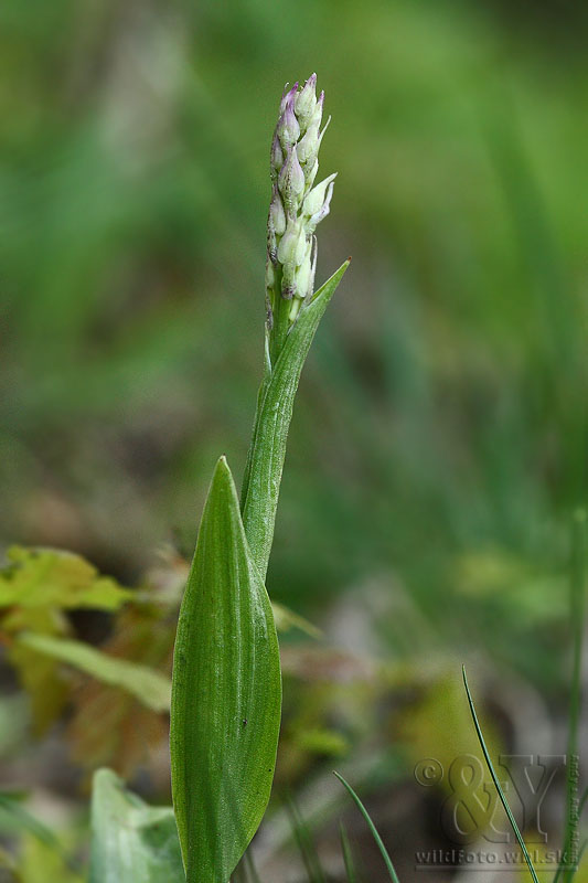 vstavač mužský poznačený Orchis mascula subsp. signifera (Vest) Soó