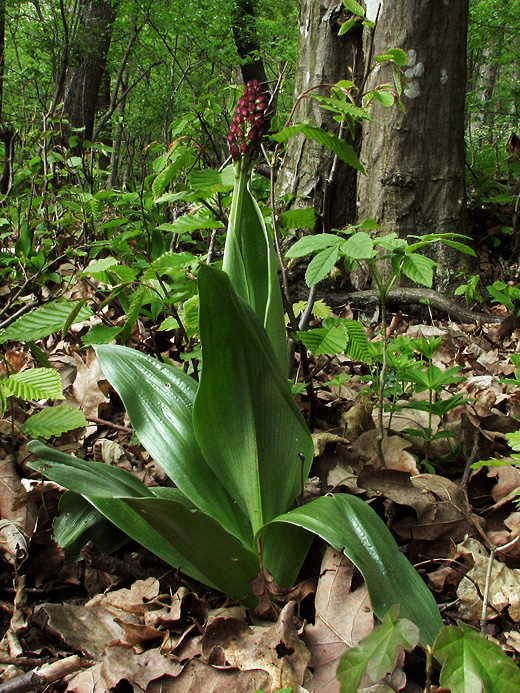 vstavač purpurový Orchis purpurea Huds.