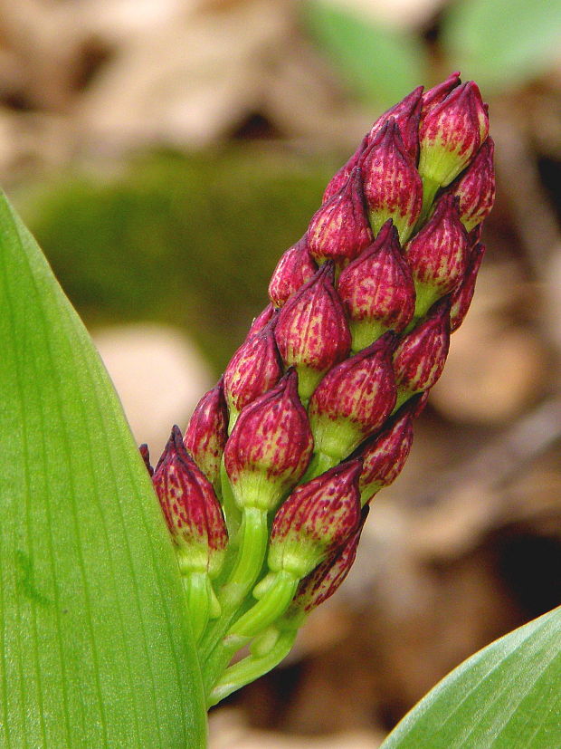 vstavač purpurový Orchis purpurea Huds.