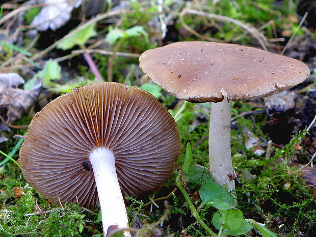 drobuľka hnedosivá Psathyrella spadiceogrisea (Schaeff.) Maire