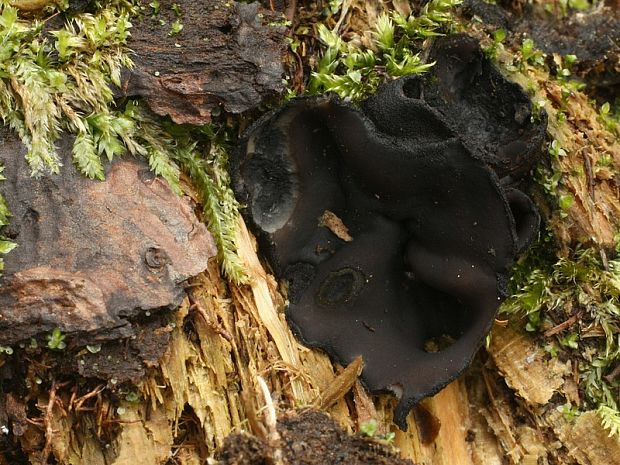 misôčka Pseudoplectania sp.