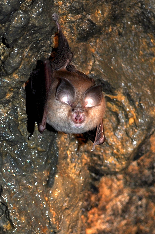 podkovár Rhinolophus sp.