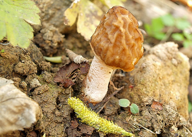 smrčkovec český Verpa bohemica (Krombh.) J. Schröt.