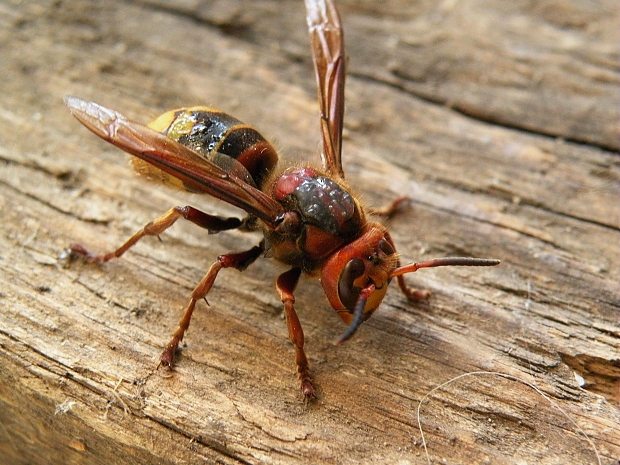 sršeň obyčajný Vespa crabro