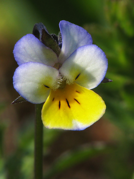 fialka roľná Viola arvensis Murray