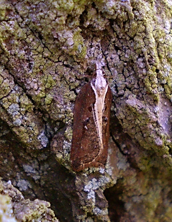 obaľovač lipový Acleris cristana