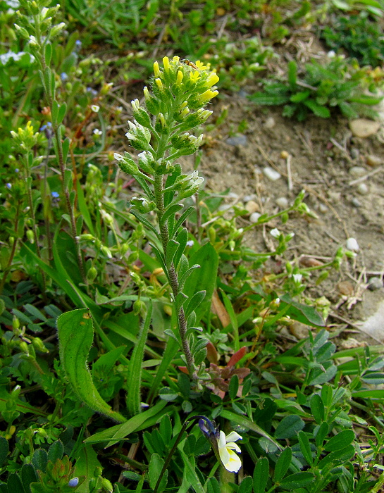 tarica kališnatá Alyssum alyssoides (L.) L.