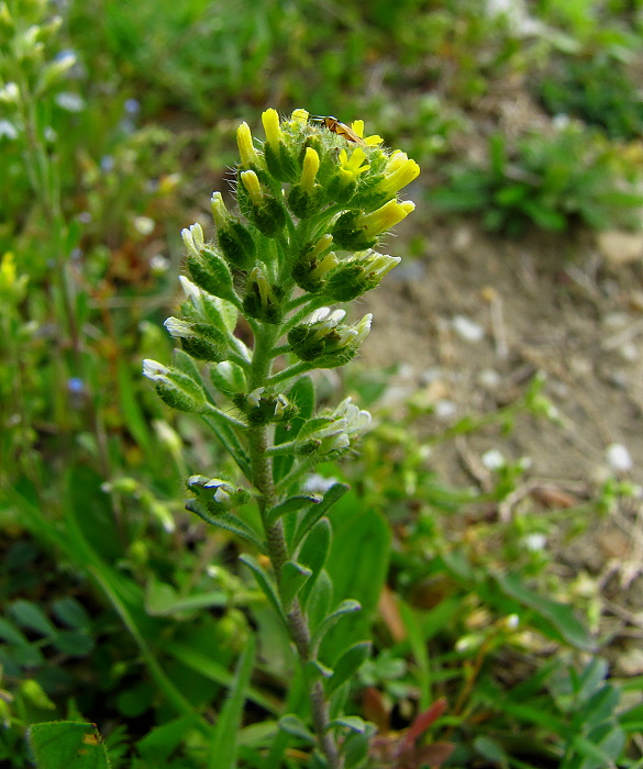 tarica kališnatá Alyssum alyssoides (L.) L.