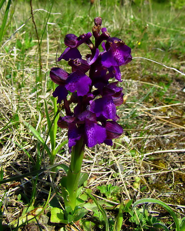 červenohlav obyčajný Anacamptis morio (L.) R. M. Bateman, A. M. Pringeon & M. W. Chase