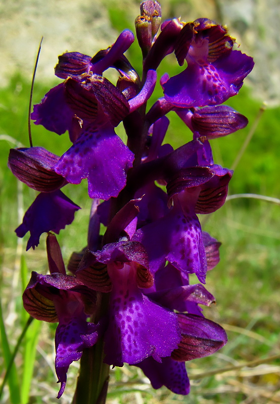 červenohlav obyčajný Anacamptis morio (L.) R. M. Bateman, A. M. Pringeon & M. W. Chase