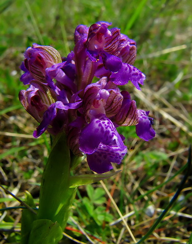 červenohlav obyčajný Anacamptis morio (L.) R. M. Bateman, A. M. Pringeon & M. W. Chase