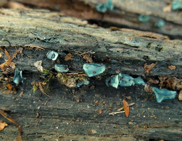 zelenica Chlorociboria sp.