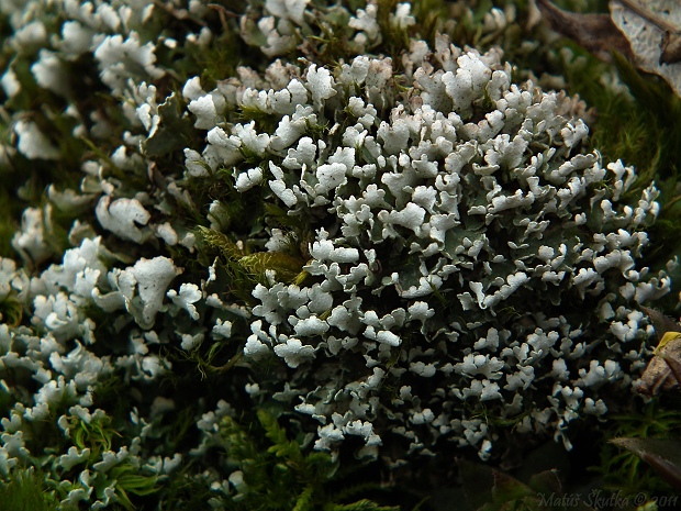 dutohlávka listovitá Cladonia foliacea (Huds.) Willd.