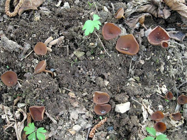 hľuznatka veternicová Dumontinia tuberosa (Bull.) L.M. Kohn