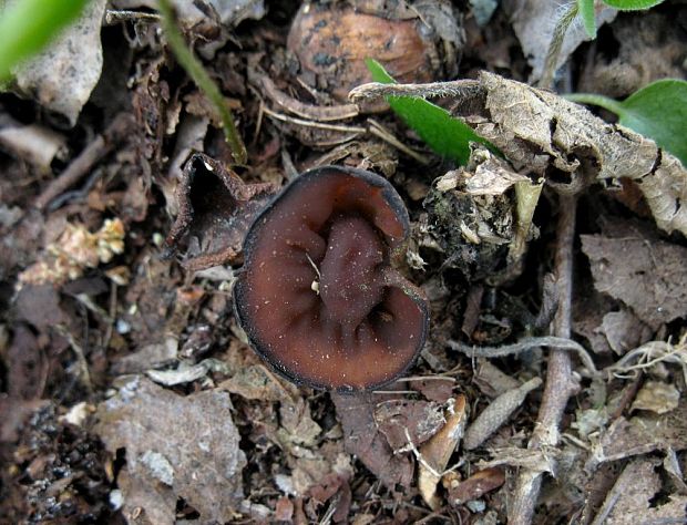 hľuznatka veternicová Dumontinia tuberosa (Bull.) L.M. Kohn