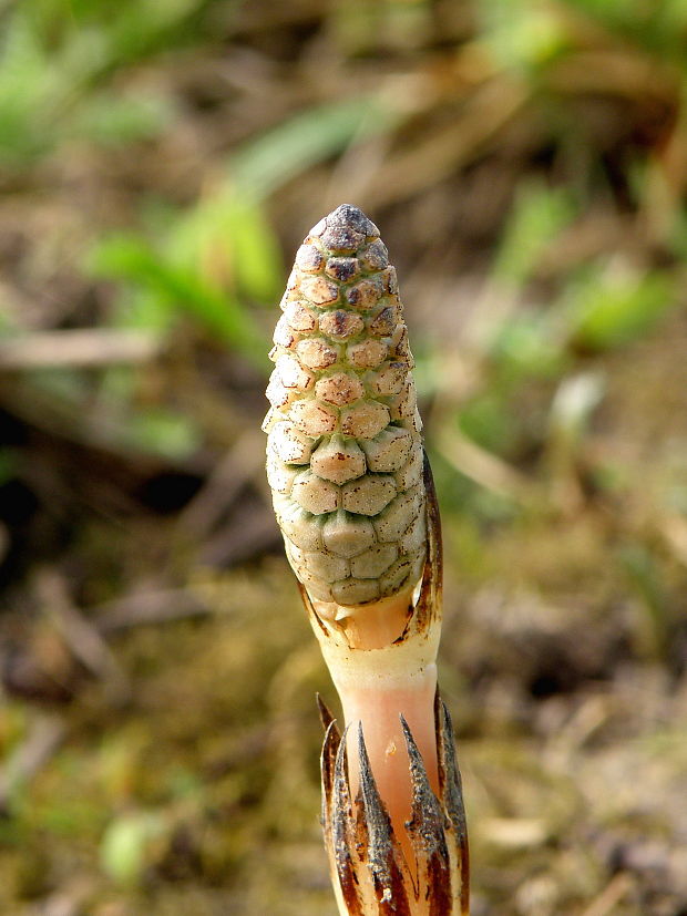 praslička roľná Equisetum arvense L.