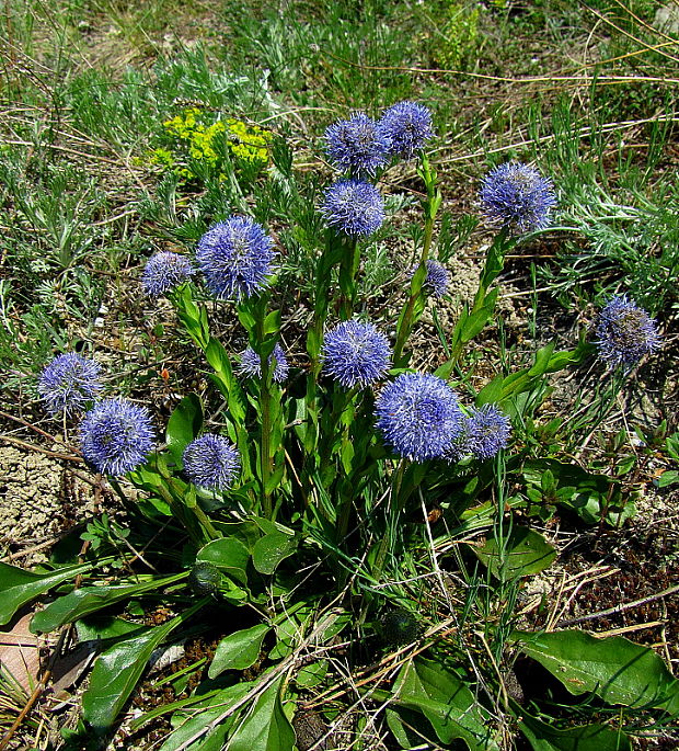 guľôčka bodkovaná Globularia punctata Lapeyr.