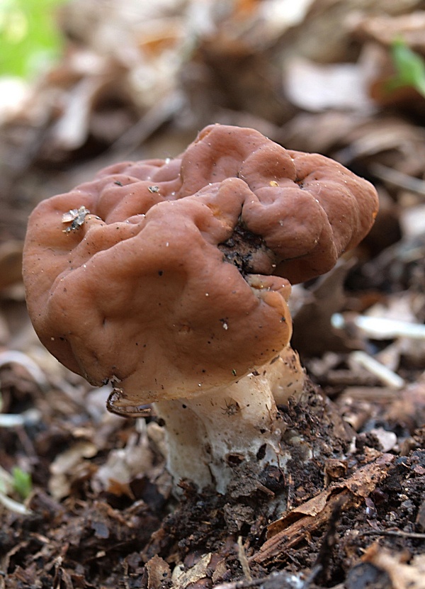 ušiak obrovský Gyromitra gigas (Krombh.) Cooke