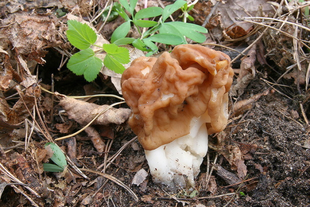 ušiak obrovský Gyromitra gigas (Krombh.) Cooke