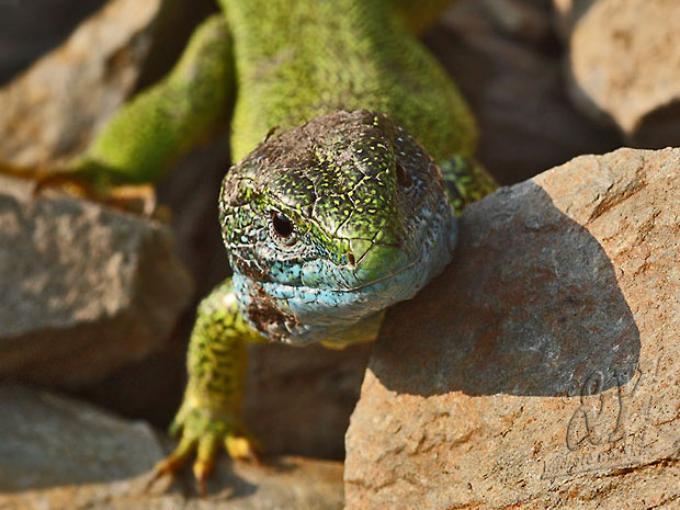 jašterica zelená Lacerta viridis