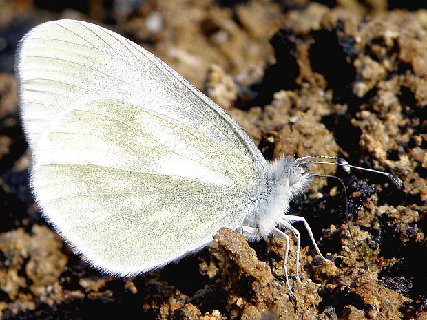 mlynárik hrachorový  Leptidea sinapis