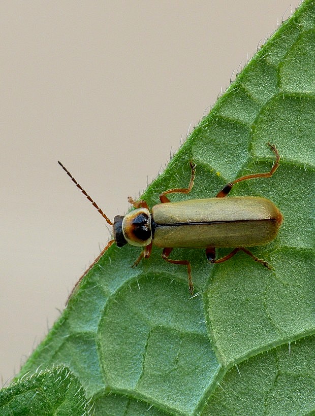 snehulčík Metacantharis clypeata Illiger, 1798