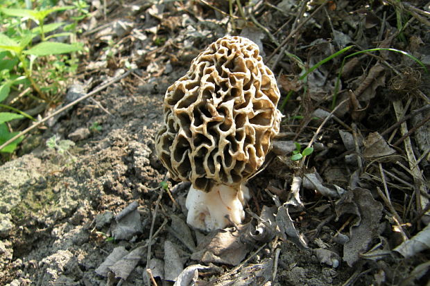 smrčok jedlý Morchella esculenta (L.) Pers.