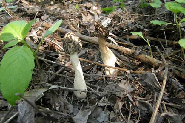 smrčok hybridný Morchella semilibera DC.