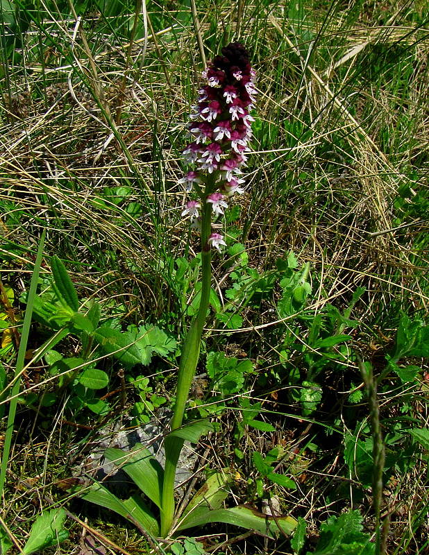 neotinea počerná pravá Neotinea ustulata subsp. ustulata (L.) R. M. Bateman, A. M. Pridgeon et M. W. Chase