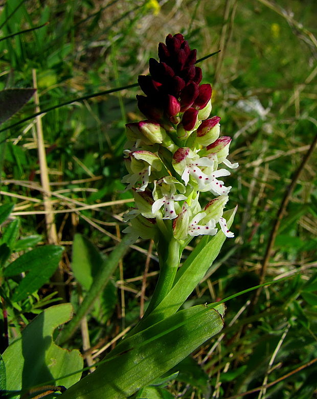 neotinea počerná pravá Neotinea ustulata subsp. ustulata (L.) R. M. Bateman, A. M. Pridgeon et M. W. Chase