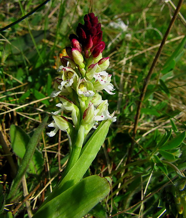 neotinea počerná pravá Neotinea ustulata subsp. ustulata (L.) R. M. Bateman, A. M. Pridgeon et M. W. Chase