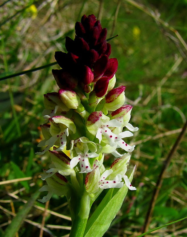 neotinea počerná pravá Neotinea ustulata subsp. ustulata (L.) R. M. Bateman, A. M. Pridgeon et M. W. Chase