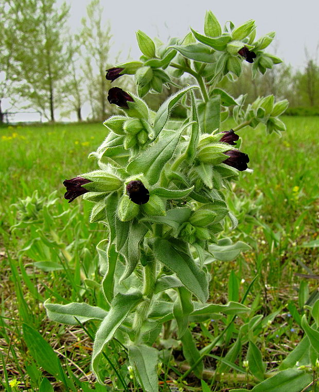 ostreň počerný Nonea pulla (L.) DC.