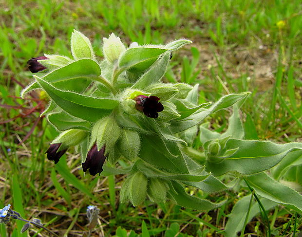 ostreň počerný Nonea pulla (L.) DC.