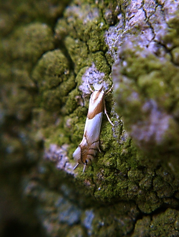 ploskáčik dubinový Phyllonorycter roboris