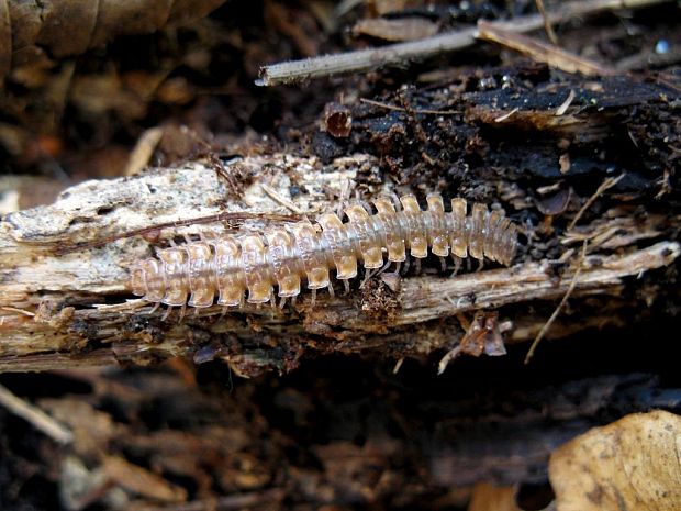 plochuľa veľká Polydesmus complanatus