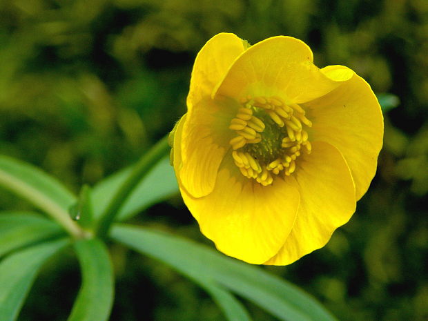 iskerník Ranunculus sp.