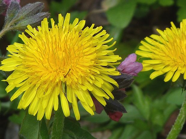 púpava Taraxacum sect. Erythrosperma